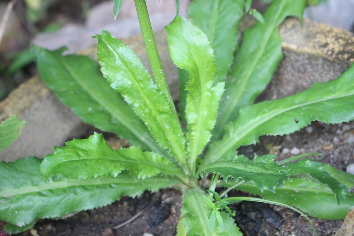 Eryngium foetidum L.